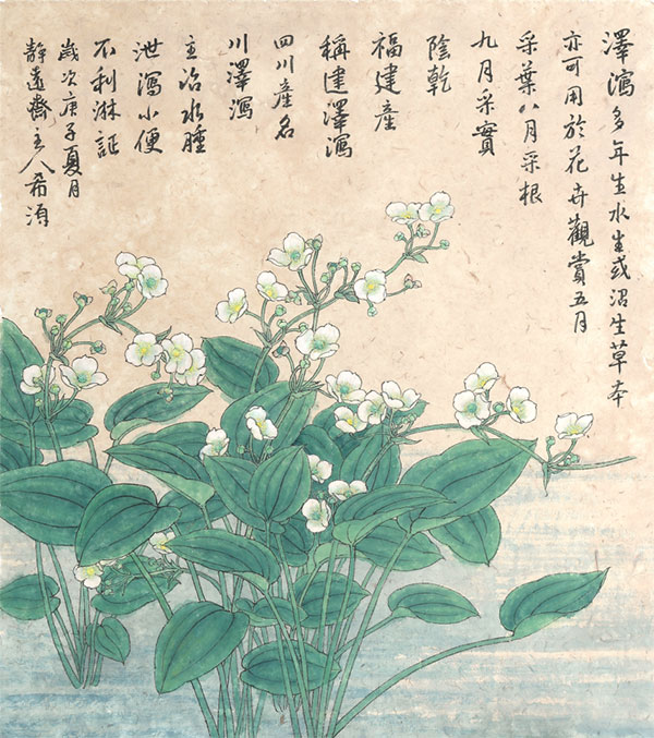 董希源  《清肺排毒汤》组画之一 