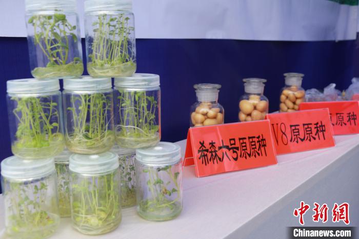 图为定西市安定区一家种薯培育公司的产品展示。　张婧 摄