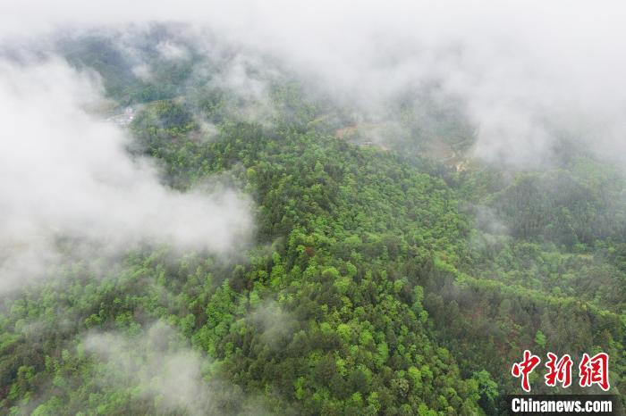 图为航拍江西井冈山高耸的山峰和葱茏的森林在云雾的缭绕下若隐若现，一幅美丽生态画卷映入眼帘。　刘力鑫 摄