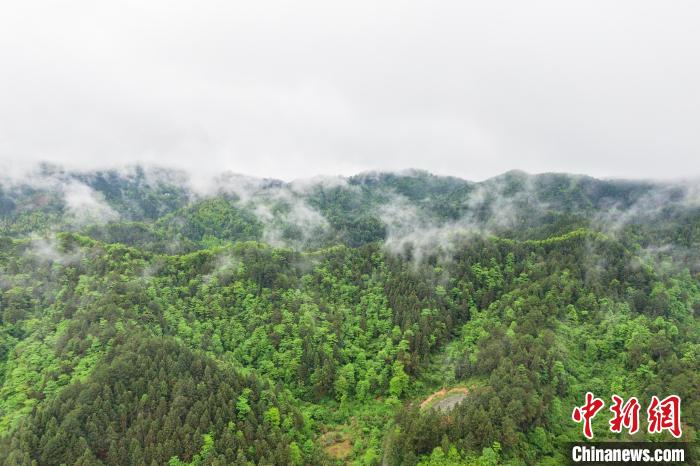 图为航拍江西井冈山高耸的山峰和葱茏的森林在云雾的缭绕下若隐若现，一幅美丽生态画卷映入眼帘。　刘力鑫 摄