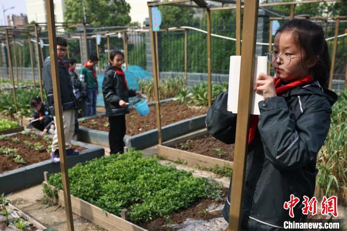 孩子们在种植的过程中进行观察、探究、记录和宣传。　泱波 摄