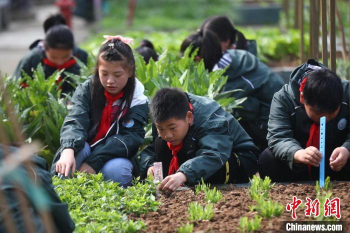 南京小学生走进菜园“乐植劳动”忙“农事”