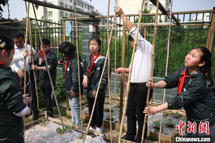 老师带领孩子们搭建丝瓜架。　泱波 摄