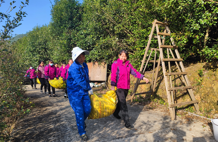 村民将刚采摘的油茶果搬下山。
