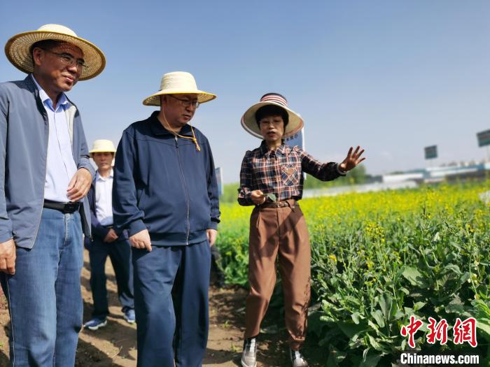 图为青海省政协主席公保扎西(中)调研油菜种植。　张添福 摄